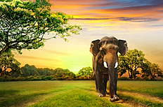 唯美黄昏森林大象高清图片