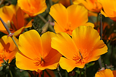 加州黄色罂粟花高清图片