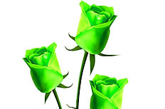 绿色玫瑰花高清图片素材