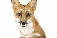 野生动物红狐狸高清图片
