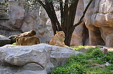 动物园东北大老虎高清图片