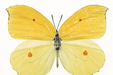 黄色蝴蝶标本图片素材下载