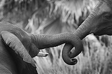 黑白大象高清图片下载