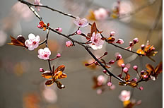 春天樱花花枝高清图片