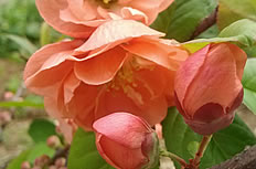 粉嫩海棠花高清图片