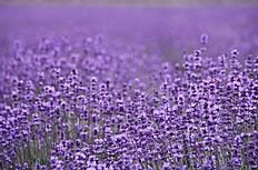 法国紫色薰衣草高清图片