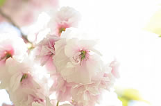 灿烂粉色樱花高清图片