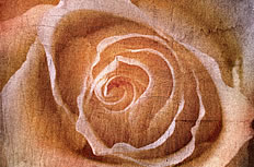 玫瑰花底纹背景图片素材
