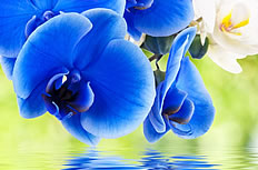 蓝色蝴蝶兰高清图片