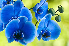 蓝色蝴蝶兰图片素材