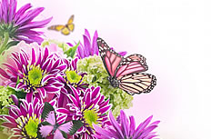 蝴蝶鲜花图片素材下载