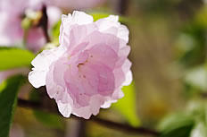 日本粉色樱花高清图片
