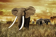 行走在草原上的大象图片