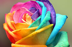 彩虹玫瑰花图片