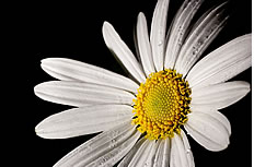 白色雏菊花图片