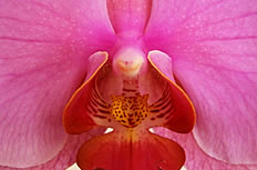粉红色兰花图片