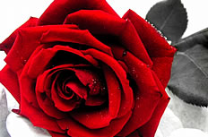 红色艳丽玫瑰花图片