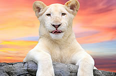 黄昏下的白狮子图片
