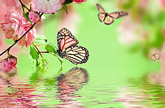 唯美蝴蝶樱花图片
