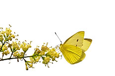 黄色花朵蝴蝶图片