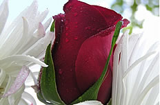 红色玫瑰花苞图片