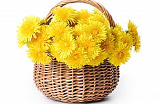 一篮子黄色菊花图片