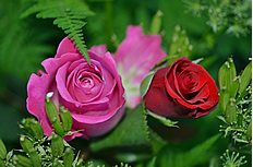 绿叶包围着的玫瑰花图片