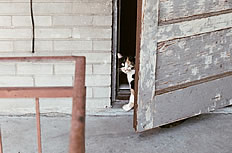 躲在门后的小猫图片