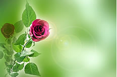 绿色背景前的玫瑰花图片