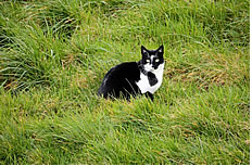 草地家养小猫图片
