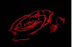 黑色背景玫瑰花图片
