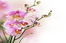 粉色蝴蝶兰图片