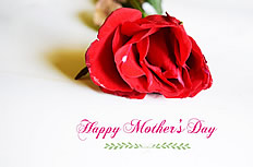母亲节玫瑰花背景图片