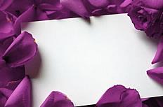 紫红色玫瑰花图片