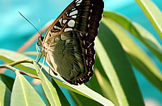 热带蝴蝶图片