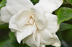 白色栀子花花朵图片