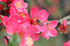 唯美四季海棠花图片