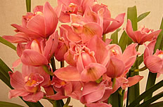 粉红色兰花花卉图片