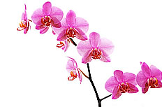 唯美粉红色蝴蝶兰图片