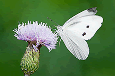白色采花蝴蝶图片
