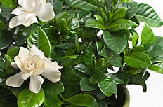 白色栀子花盆栽图片