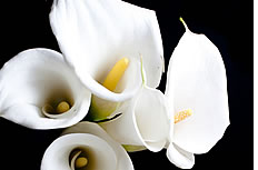 白色的马蹄莲花图片