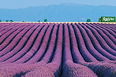 紫色薰衣草庄园图片