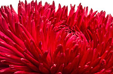 红色野菊花图片