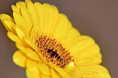 高清黄色野菊花图片