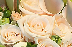 白色玫瑰花卉图片
