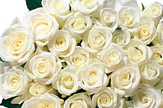 白玫瑰花花束图片