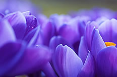 紫色木兰花图片