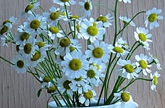 白色小雏菊花瓶图片