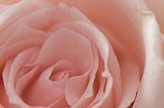粉色玫瑰花图片